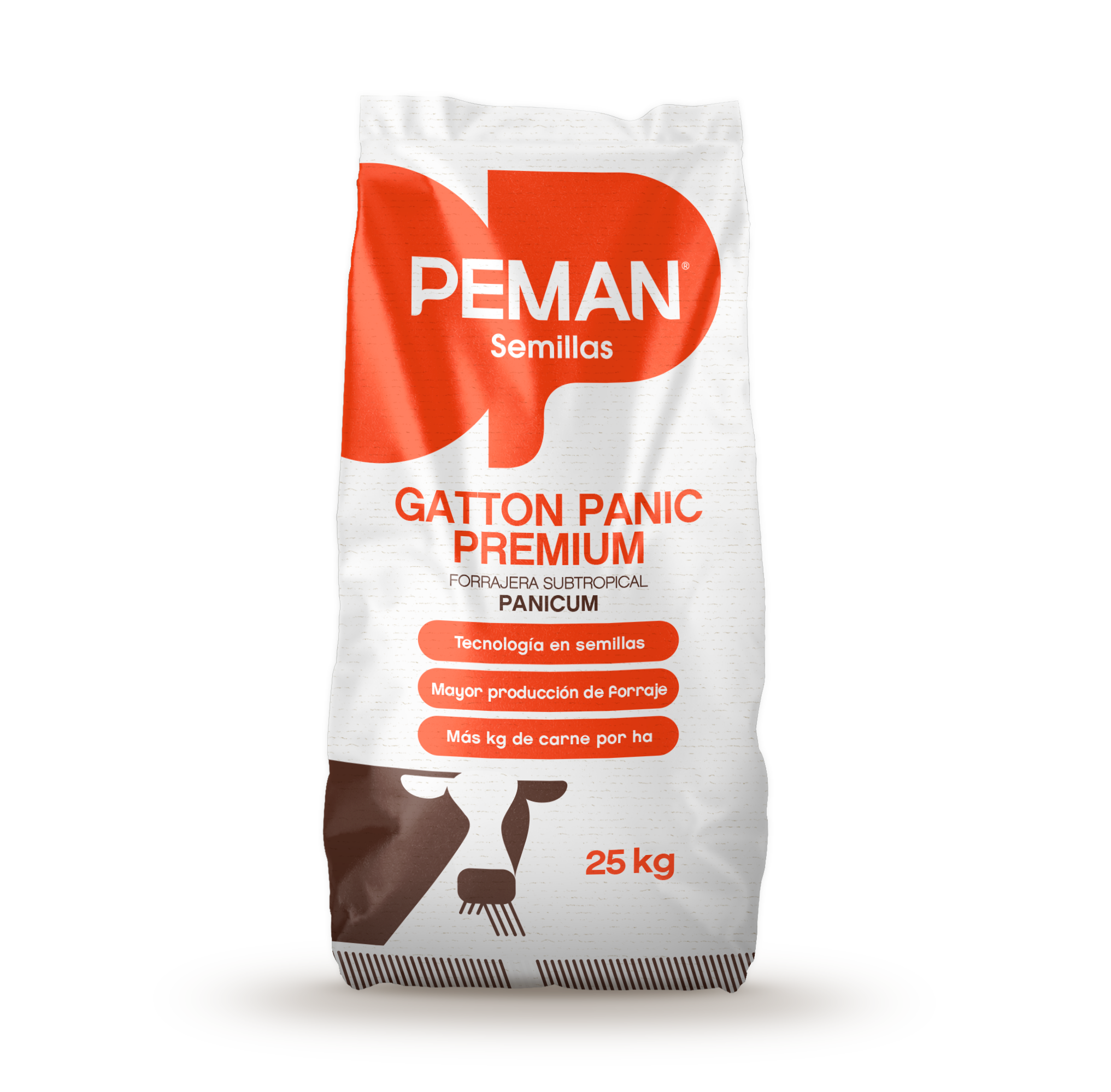 Gatton Panic Premium Panicum Maximum